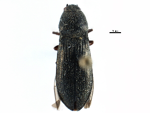  ( - CCDB-22966-A12)  @11 [ ] CreativeCommons - Attribution (2015) CBG Photography Group Centre for Biodiversity Genomics