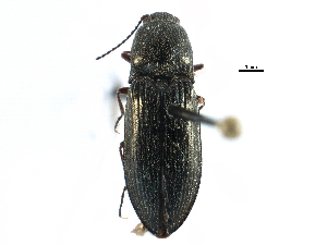  ( - CCDB-22966-B01)  @11 [ ] CreativeCommons - Attribution (2015) CBG Photography Group Centre for Biodiversity Genomics