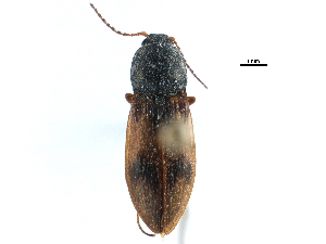  ( - CCDB-22966-B04)  @11 [ ] CreativeCommons - Attribution (2015) CBG Photography Group Centre for Biodiversity Genomics