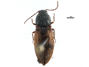  ( - CCDB-22966-B05)  @11 [ ] CreativeCommons - Attribution (2015) CBG Photography Group Centre for Biodiversity Genomics