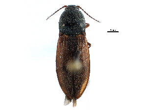  ( - CCDB-22966-B06)  @11 [ ] CreativeCommons - Attribution (2015) CBG Photography Group Centre for Biodiversity Genomics