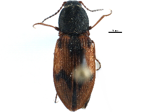  ( - CCDB-22966-B08)  @11 [ ] CreativeCommons - Attribution (2015) CBG Photography Group Centre for Biodiversity Genomics