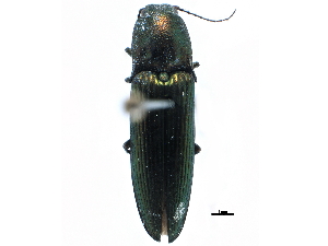  ( - CCDB-22966-B11)  @11 [ ] CreativeCommons - Attribution (2015) CBG Photography Group Centre for Biodiversity Genomics