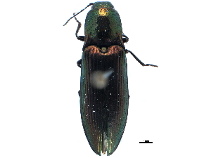  ( - CCDB-22966-C02)  @11 [ ] CreativeCommons - Attribution (2015) CBG Photography Group Centre for Biodiversity Genomics