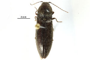  ( - CCDB-22966-C07)  @11 [ ] CreativeCommons - Attribution (2015) CBG Photography Group Centre for Biodiversity Genomics