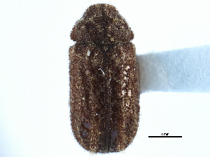  (Stephanopachys rugosus - CCDB-22966-H01)  @11 [ ] CreativeCommons - Attribution (2015) CBG Photography Group Centre for Biodiversity Genomics