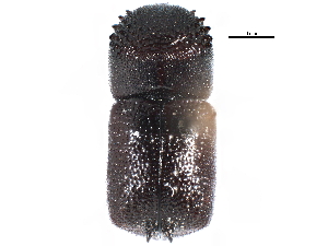  ( - CCDB-22967-A01)  @11 [ ] CreativeCommons - Attribution (2015) CBG Photography Group Centre for Biodiversity Genomics