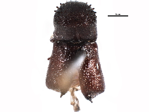  ( - CCDB-22967-A02)  @11 [ ] CreativeCommons - Attribution (2015) CBG Photography Group Centre for Biodiversity Genomics