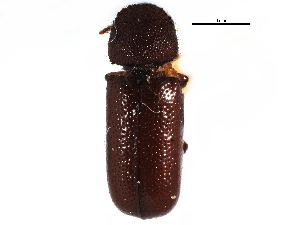  (Stephanopachys cribratus - CCDB-22967-A11)  @11 [ ] CreativeCommons - Attribution (2015) CBG Photography Group Centre for Biodiversity Genomics