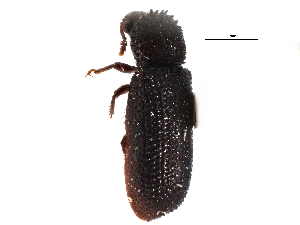  ( - CCDB-22967-A12)  @11 [ ] CreativeCommons - Attribution (2015) CBG Photography Group Centre for Biodiversity Genomics