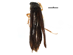  ( - CCDB-22967-G04)  @11 [ ] CreativeCommons - Attribution (2015) CBG Photography Group Centre for Biodiversity Genomics