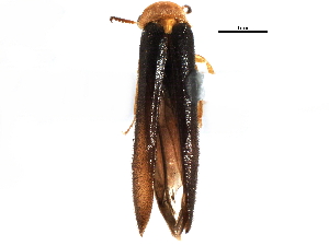  ( - CCDB-22967-G05)  @11 [ ] CreativeCommons - Attribution (2015) CBG Photography Group Centre for Biodiversity Genomics