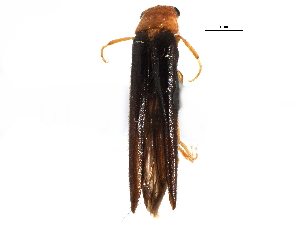  ( - CCDB-22967-G07)  @11 [ ] CreativeCommons - Attribution (2015) CBG Photography Group Centre for Biodiversity Genomics