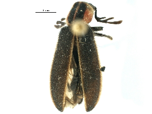  ( - CCDB-22968-B08)  @11 [ ] CreativeCommons - Attribution (2015) CBG Photography Group Centre for Biodiversity Genomics