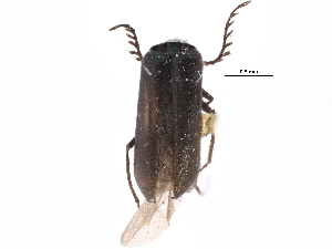  ( - CCDB-22968-B11)  @11 [ ] CreativeCommons - Attribution (2015) CBG Photography Group Centre for Biodiversity Genomics