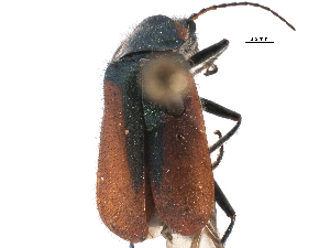  ( - CCDB-22968-B12)  @11 [ ] CreativeCommons - Attribution (2015) CBG Photography Group Centre for Biodiversity Genomics