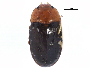  ( - CCDB-22968-G08)  @11 [ ] CreativeCommons - Attribution (2015) CBG Photography Group Centre for Biodiversity Genomics