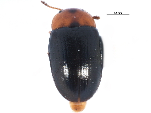  ( - CCDB-22968-G09)  @11 [ ] CreativeCommons - Attribution (2015) CBG Photography Group Centre for Biodiversity Genomics