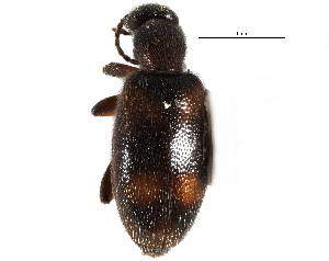  ( - CCDB-22969-F09)  @11 [ ] CreativeCommons - Attribution (2014) CBG Photography Group Centre for Biodiversity Genomics