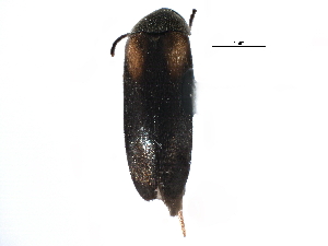  (Mordellistena scapularis - CCDB-22969-G01)  @11 [ ] CreativeCommons - Attribution (2014) CBG Photography Group Centre for Biodiversity Genomics