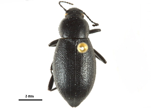  ( - CCDB-22970-A07)  @14 [ ] CreativeCommons - Attribution (2015) CBG Photography Group Centre for Biodiversity Genomics