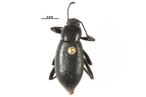  ( - CCDB-22970-A08)  @14 [ ] CreativeCommons - Attribution (2015) CBG Photography Group Centre for Biodiversity Genomics