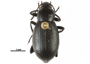  ( - CCDB-22970-A09)  @13 [ ] CreativeCommons - Attribution (2015) CBG Photography Group Centre for Biodiversity Genomics