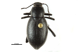  ( - CCDB-22970-A11)  @14 [ ] CreativeCommons - Attribution (2015) CBG Photography Group Centre for Biodiversity Genomics