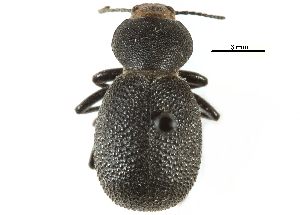  ( - CCDB-22970-A12)  @11 [ ] CreativeCommons - Attribution (2015) CBG Photography Group Centre for Biodiversity Genomics