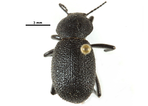  ( - CCDB-22970-B01)  @11 [ ] CreativeCommons - Attribution (2015) CBG Photography Group Centre for Biodiversity Genomics