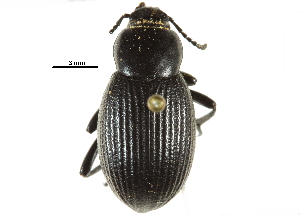  ( - CCDB-22970-B02)  @11 [ ] CreativeCommons - Attribution (2015) CBG Photography Group Centre for Biodiversity Genomics