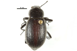  ( - CCDB-22970-B03)  @14 [ ] CreativeCommons - Attribution (2015) CBG Photography Group Centre for Biodiversity Genomics