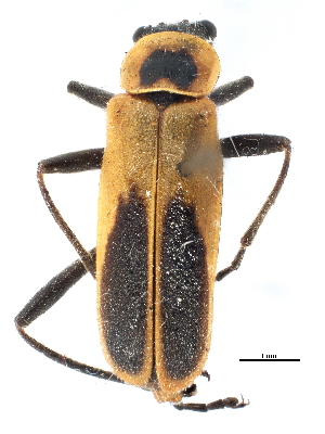  ( - CCDB-22970-C11)  @12 [ ] CreativeCommons - Attribution (2015) CBG Photography Group Centre for Biodiversity Genomics