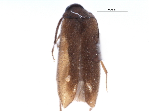  ( - CCDB-22970-F10)  @13 [ ] CreativeCommons - Attribution (2015) CBG Photography Group Centre for Biodiversity Genomics
