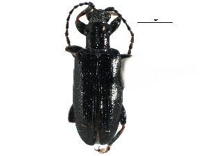  ( - CCDB-22981-B07)  @13 [ ] CreativeCommons - Attribution (2015) CBG Photography Group Centre for Biodiversity Genomics