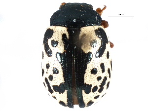  ( - CCDB-22981-C09)  @12 [ ] CreativeCommons - Attribution (2015) CBG Photography Group Centre for Biodiversity Genomics