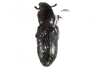  ( - CCDB-22982-F05)  @11 [ ] CreativeCommons - Attribution (2015) CBG Photography Group Centre for Biodiversity Genomics