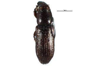  ( - CCDB-22982-F07)  @11 [ ] CreativeCommons - Attribution (2015) CBG Photography Group Centre for Biodiversity Genomics