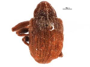  ( - CCDB-22982-H05)  @11 [ ] CreativeCommons - Attribution (2015) CBG Photography Group Centre for Biodiversity Genomics