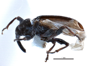  ( - CCDB-22983-D01)  @12 [ ] CreativeCommons - Attribution (2015) CBG Photography Group Centre for Biodiversity Genomics