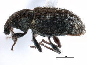  ( - CCDB-22983-H11)  @11 [ ] CreativeCommons - Attribution (2015) CBG Photography Group Centre for Biodiversity Genomics