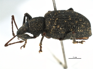  ( - CCDB-22984-C02)  @11 [ ] CreativeCommons - Attribution (2015) CBG Photography Group Centre for Biodiversity Genomics