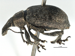 ( - CCDB-22984-C03)  @11 [ ] CreativeCommons - Attribution (2015) CBG Photography Group Centre for Biodiversity Genomics