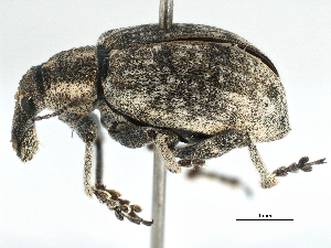  ( - CCDB-22984-C04)  @11 [ ] CreativeCommons - Attribution (2015) CBG Photography Group Centre for Biodiversity Genomics