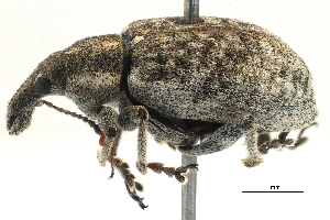  ( - CCDB-22984-C06)  @11 [ ] CreativeCommons - Attribution (2015) CBG Photography Group Centre for Biodiversity Genomics