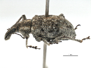  ( - CCDB-22984-C07)  @11 [ ] CreativeCommons - Attribution (2015) CBG Photography Group Centre for Biodiversity Genomics