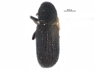  ( - CCDB-22985-C02)  @11 [ ] CreativeCommons - Attribution (2015) CBG Photography Group Centre for Biodiversity Genomics