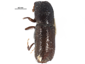  ( - CCDB-22985-F11)  @11 [ ] CreativeCommons - Attribution (2015) CBG Photography Group Centre for Biodiversity Genomics
