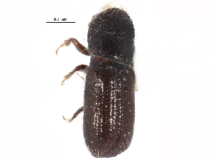  ( - CCDB-22985-F12)  @11 [ ] CreativeCommons - Attribution (2015) CBG Photography Group Centre for Biodiversity Genomics