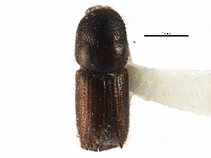  ( - CCDB-22986-A06)  @11 [ ] CreativeCommons - Attribution (2015) CBG Photography Group Centre for Biodiversity Genomics